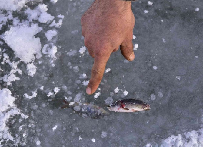 Göldeki balıklar suyla beraber dondu