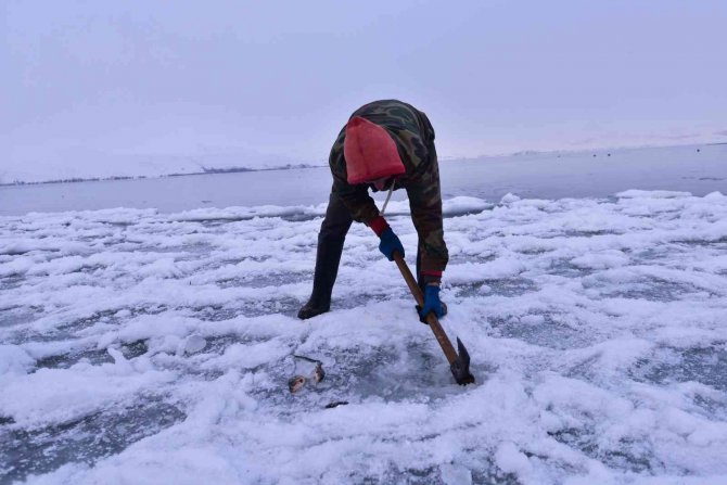 Göldeki balıklar suyla beraber dondu