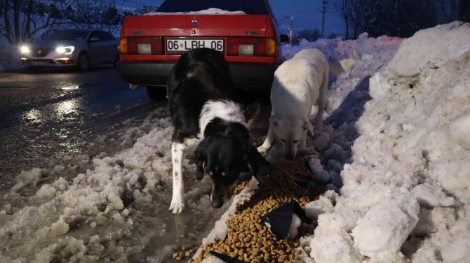 Her gün 200 kilogram mama bırakılıyor
