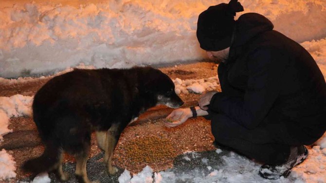 Her gün 200 kilogram mama bırakılıyor