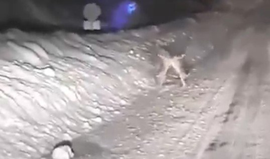 Karla kaplı yolda tavşanların kavgası gülümsetti