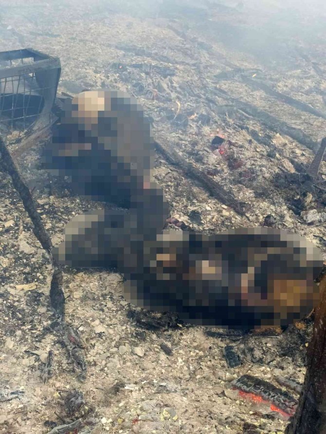 Kırklareli’nde ağıl yangını: 10 küçükbaş hayvan telef oldu