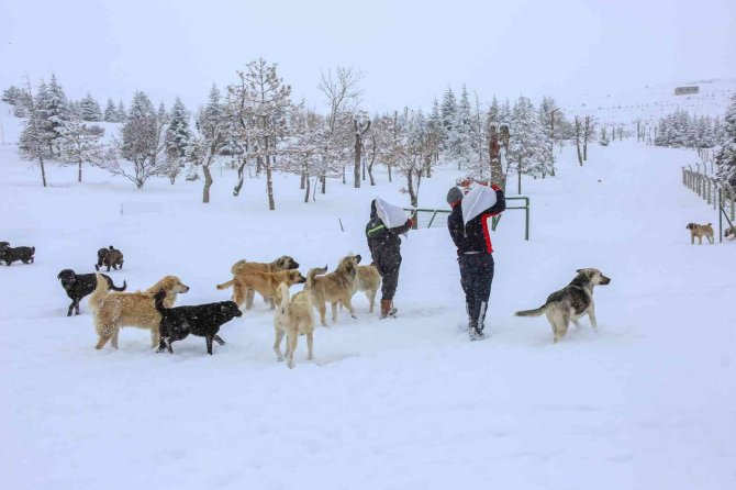 Meram Belediyesi sokak hayvanları için seferber oldu