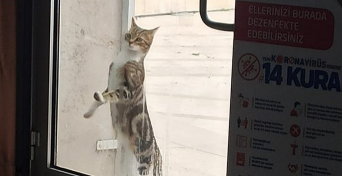 Sıcak bir yuva arıyorlar