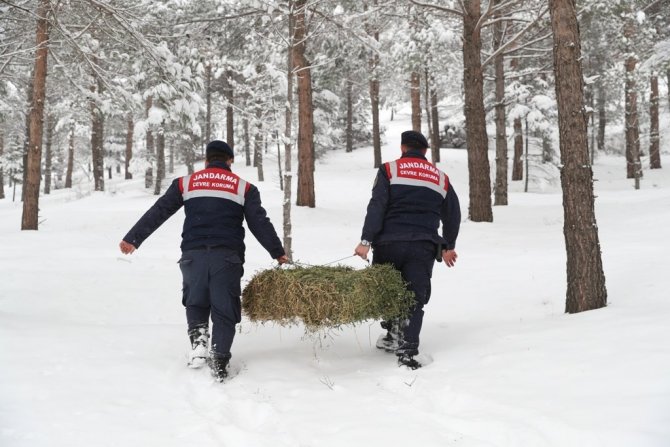 Tokat’ta yaban hayvanları unutulmadı