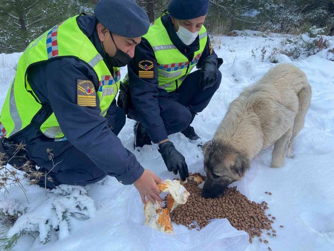 Zorlu hava şartlarında sokakta kalan hayvanlara jandarmadan mama desteği