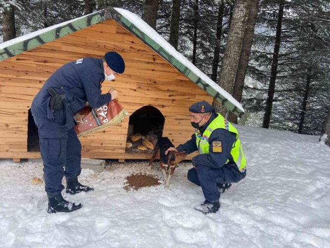 Zorlu hava şartlarında sokakta kalan hayvanlara jandarmadan mama desteği