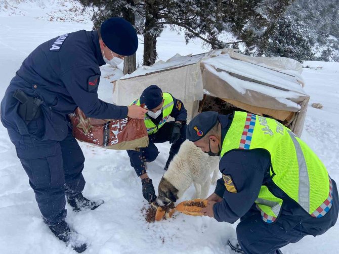 Zorlu hava şartlarında sokakta kalan hayvanlara jandarmadan mama desteği