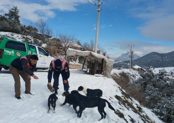 Antalya’da jandarma, soğuk kış günlerinde sokak hayvanlarını unutmadı