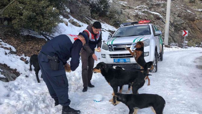 Antalya’da jandarma, soğuk kış günlerinde sokak hayvanlarını unutmadı