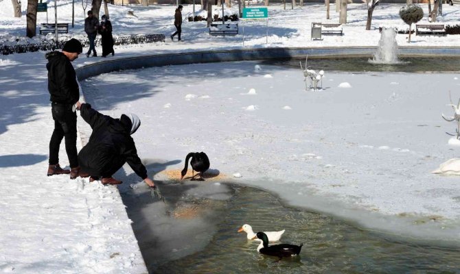 Buz tutan havuzda kuğuların renkli görüntüleri