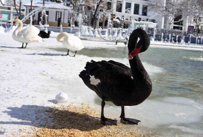 Buz tutan havuzda kuğuların renkli görüntüleri