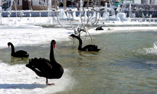 Buz tutan havuzda kuğuların renkli görüntüleri