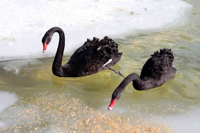 Buz tutan havuzda kuğuların renkli görüntüleri