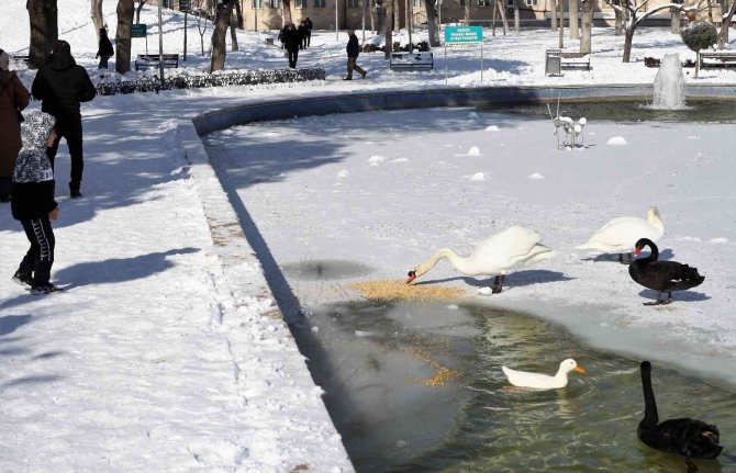 Buz tutan havuzda kuğuların renkli görüntüleri