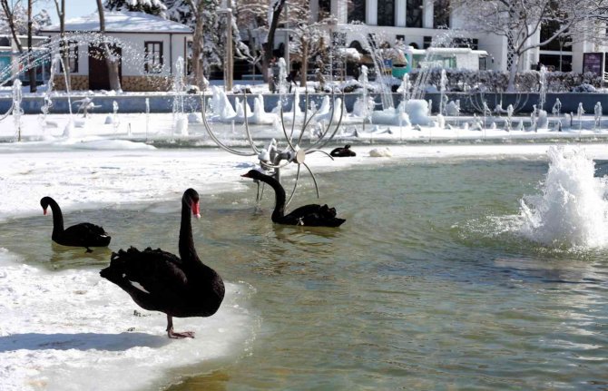 Buz tutan havuzda kuğuların renkli görüntüleri