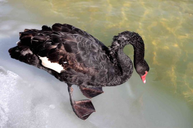 Buz tutan havuzda kuğuların renkli görüntüleri