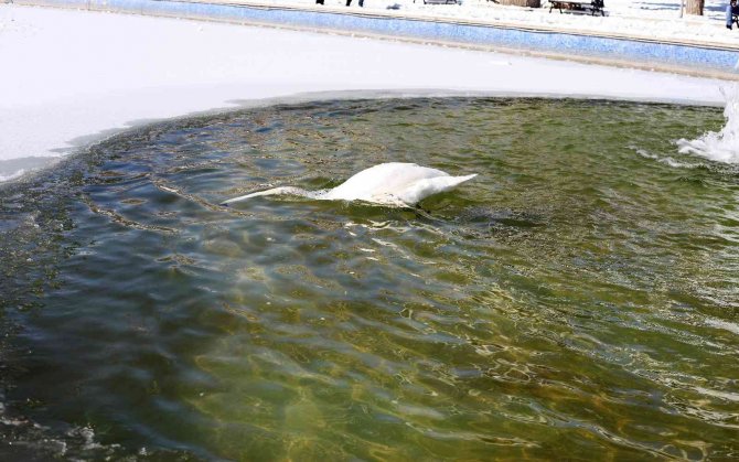 Buz tutan havuzda kuğuların renkli görüntüleri