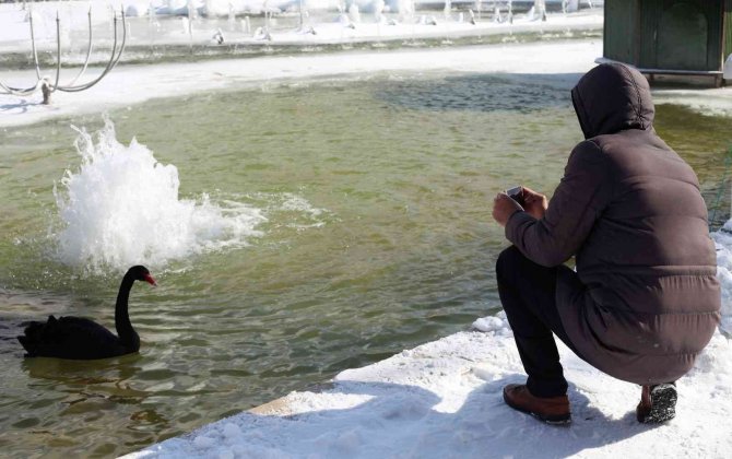 Buz tutan havuzda kuğuların renkli görüntüleri