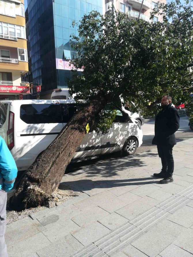 Hatay’da park halindeki aracın üzerine ağaç devrildi