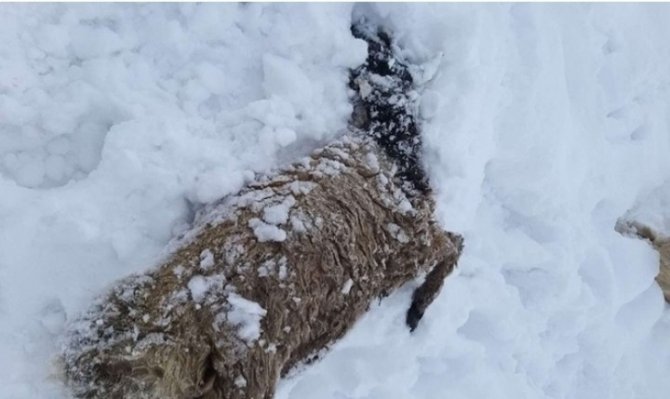 Kardan çatısı çöken ahırlardaki 20’in üzerinde koyun ve 9 kuzu telef oldu