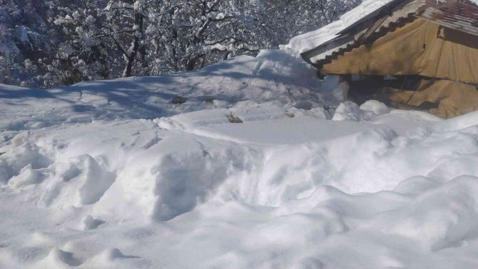 Kardan çatısı çöken ahırlardaki 20’in üzerinde koyun ve 9 kuzu telef oldu