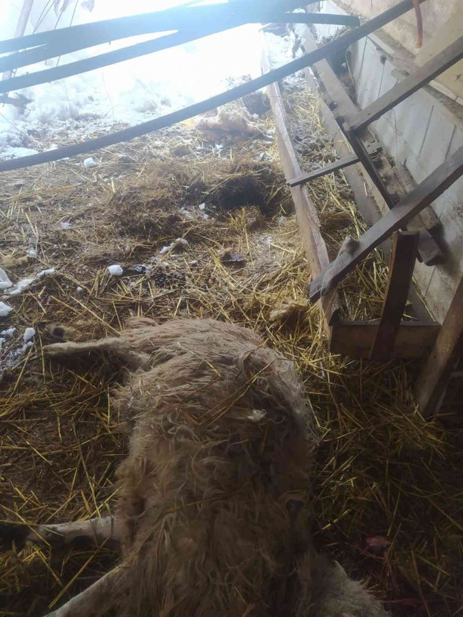 Kardan çatısı çöken ahırlardaki 20’in üzerinde koyun ve 9 kuzu telef oldu