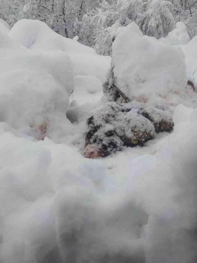 Kardan çatısı çöken ahırlardaki 20’in üzerinde koyun ve 9 kuzu telef oldu
