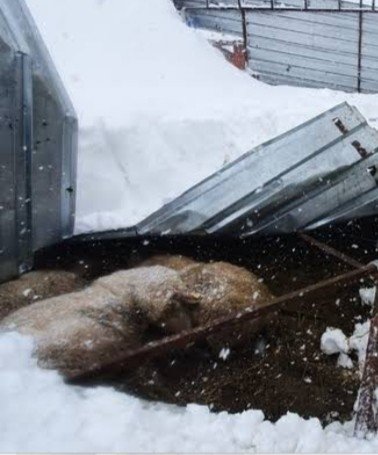 Kardan çatısı çöken ahırlardaki 20’in üzerinde koyun ve 9 kuzu telef oldu