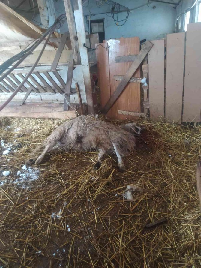 Kardan çatısı çöken ahırlardaki 20’in üzerinde koyun ve 9 kuzu telef oldu