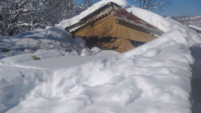 Kardan çatısı çöken ahırlardaki 20’in üzerinde koyun ve 9 kuzu telef oldu