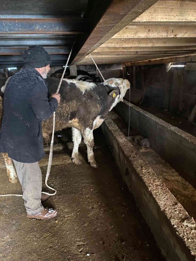 Yem yediği behniye sırt üstü düştü