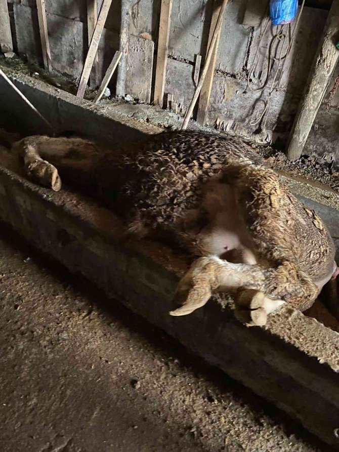 Yem yediği behniye sırt üstü düştü