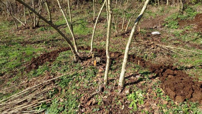 ’Hayvan gübresi’ne talep arttı, fiyatı ikiye katlandı