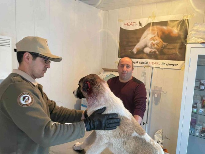 Köpeğin kulağını kesen çocuğa adli işlem ve para cezası