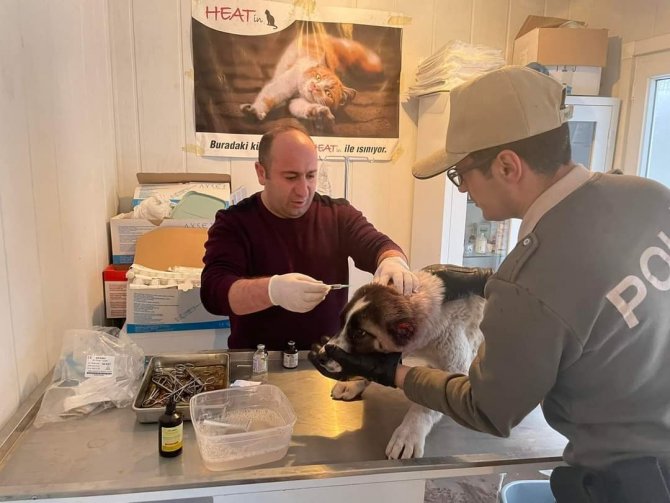 Köpeğin kulağını kesen çocuğa adli işlem ve para cezası