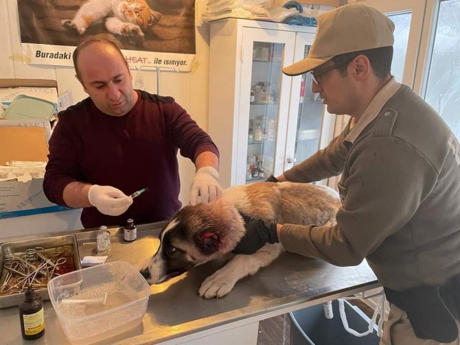 Köpeğin kulağını kesen çocuğa adli işlem ve para cezası