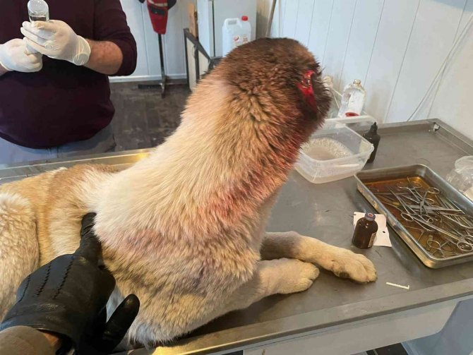 Köpeğin kulağını kesen çocuğa adli işlem ve para cezası