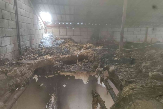 Alev alan tütünler küle döndü