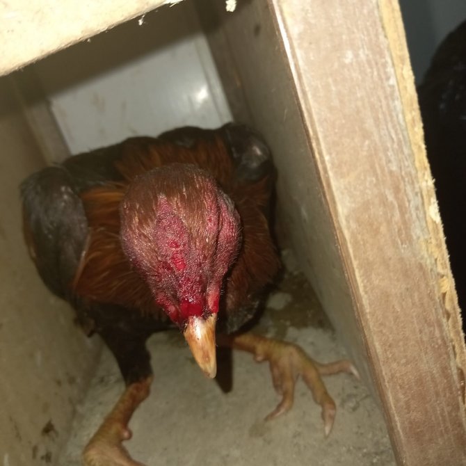 Horoz dövüşü operasyonu: 8 kişi yakalandı