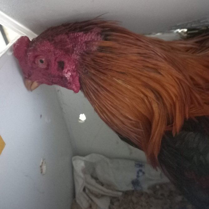 Horoz dövüşü operasyonu: 8 kişi yakalandı