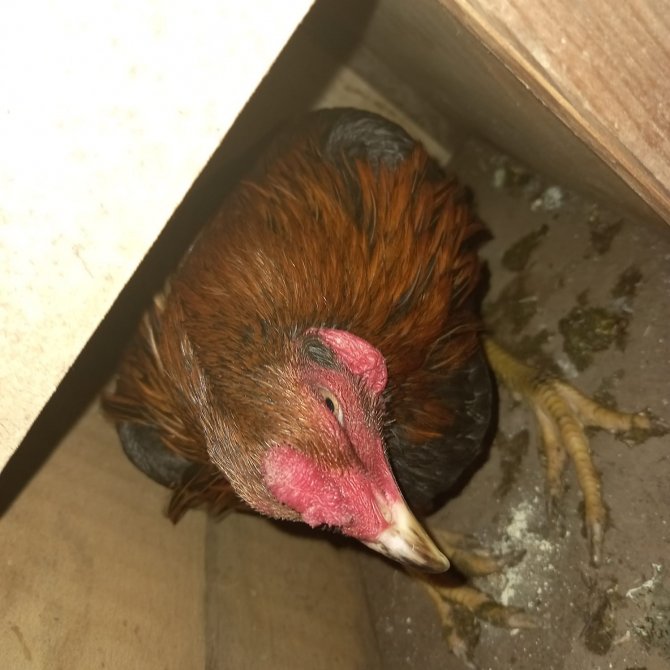 Horoz dövüşü operasyonu: 8 kişi yakalandı