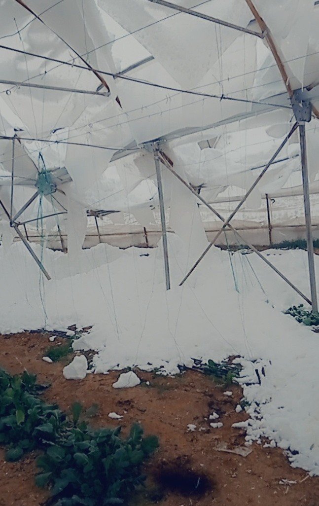 Kar altında kalan seralar zarar gördü