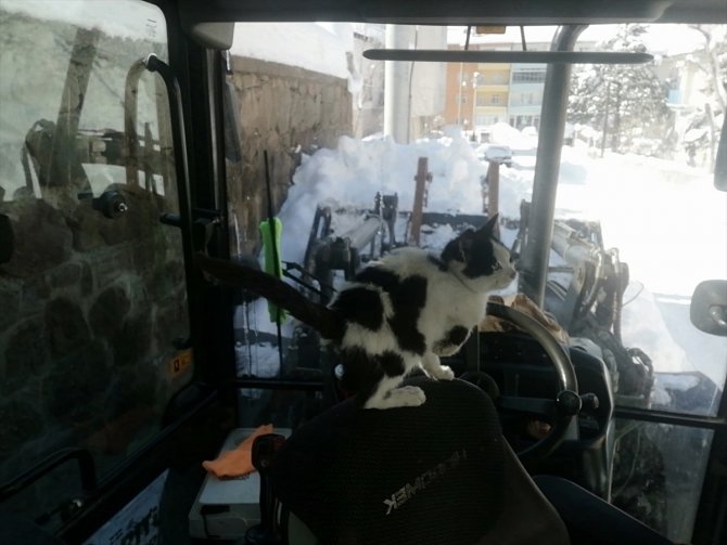 Kar temizlerken bulduğu kediye gözü gibi bakıyor
