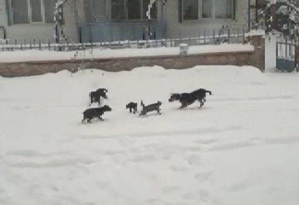 Konya’da kedi ve köpeklerin yiyecek kavgası