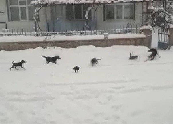 Konya’da kedi ve köpeklerin yiyecek kavgası