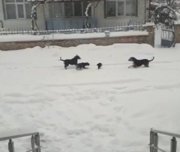 Konya’da kedi ve köpeklerin yiyecek kavgası