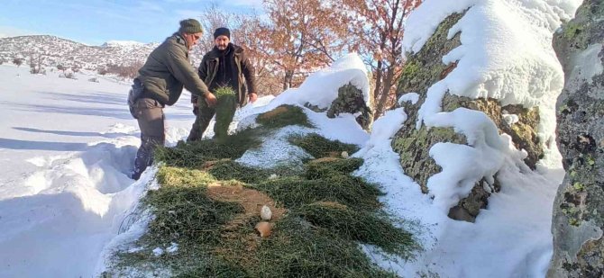 Konya’da yiyecek bulmakta zorlanan yaban hayvanları için doğaya yiyecek takviyesi
