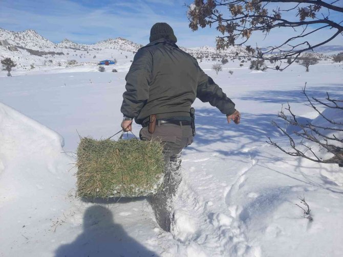 Konya’da yiyecek bulmakta zorlanan yaban hayvanları için doğaya yiyecek takviyesi