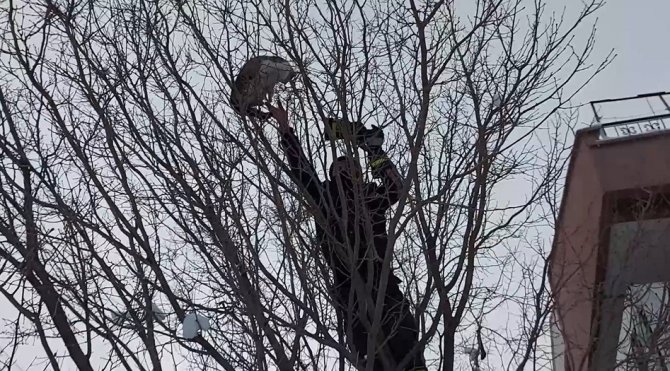 Köpekten kaçıp ağaca çıkan kediyi itfaiye kurtardı